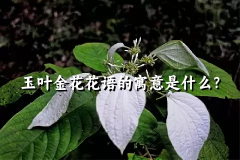 玉叶金花花语的寓意是什么？