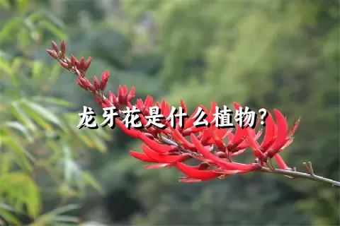 龙牙花是什么植物？