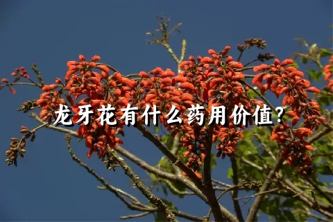 龙牙花有什么药用价值？