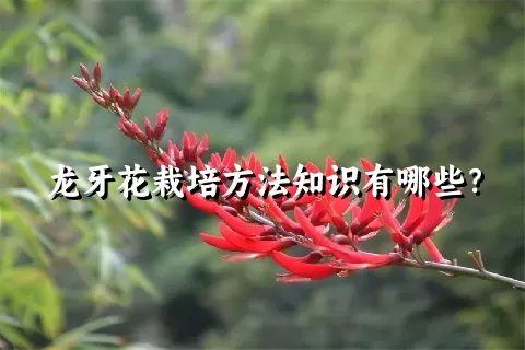 龙牙花栽培方法知识有哪些？