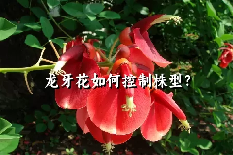 龙牙花如何控制株型？