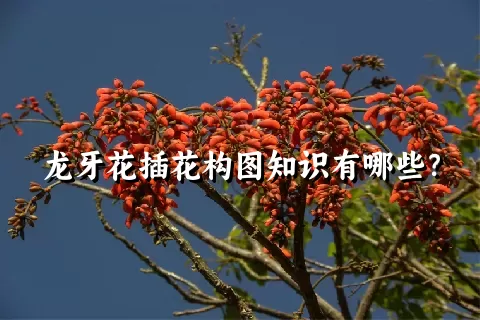 龙牙花插花构图知识有哪些？