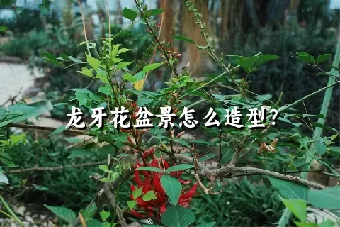 龙牙花盆景怎么造型？