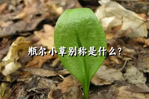瓶尔小草别称是什么？