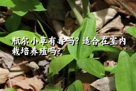 瓶尔小草有毒吗？适合在室内栽培养殖吗？