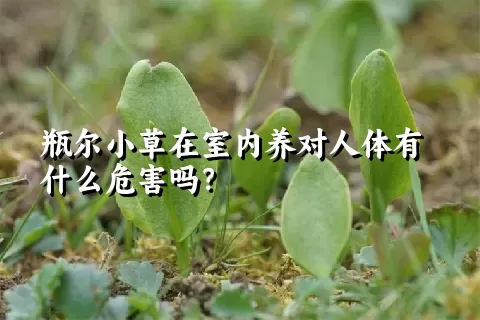 瓶尔小草在室内养对人体有什么危害吗？