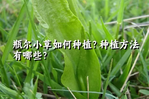 瓶尔小草如何种植？种植方法有哪些？