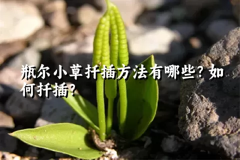 瓶尔小草扦插方法有哪些？如何扦插？