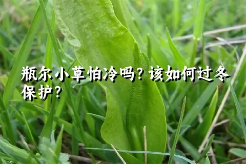 瓶尔小草怕冷吗？该如何过冬保护？