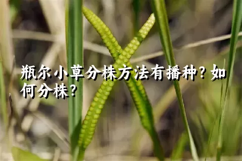 瓶尔小草分株方法有播种？如何分株？