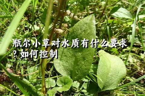 瓶尔小草对水质有什么要求？如何控制