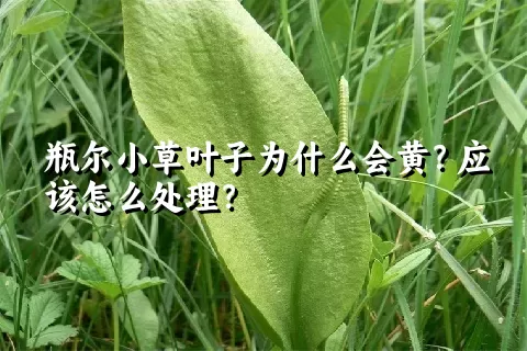 瓶尔小草叶子为什么会黄？应该怎么处理？