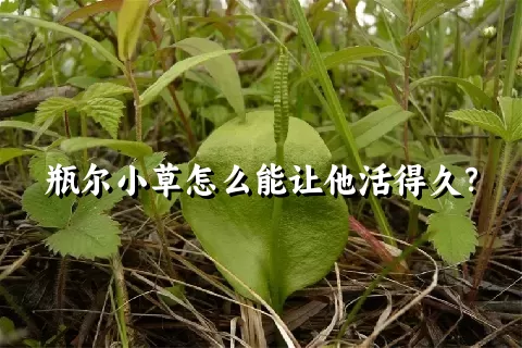 瓶尔小草怎么能让他活得久？