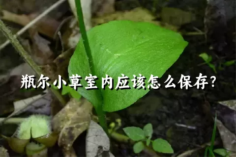 瓶尔小草室内应该怎么保存？
