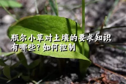 瓶尔小草对土壤的要求知识有哪些？如何控制
