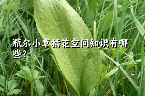 瓶尔小草插花空间知识有哪些？