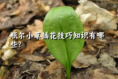 瓶尔小草插花技巧知识有哪些？
