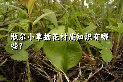 瓶尔小草插花材质知识有哪些？