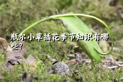 瓶尔小草插花季节知识有哪些？