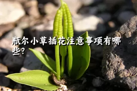 瓶尔小草插花注意事项有哪些？