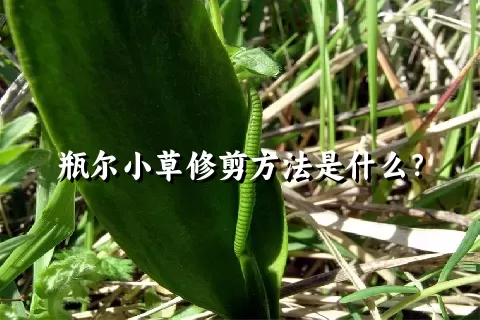 瓶尔小草修剪方法是什么？