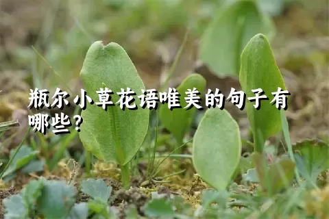 瓶尔小草花语唯美的句子有哪些？