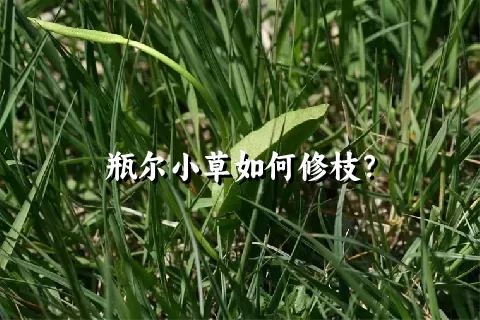 瓶尔小草如何修枝？