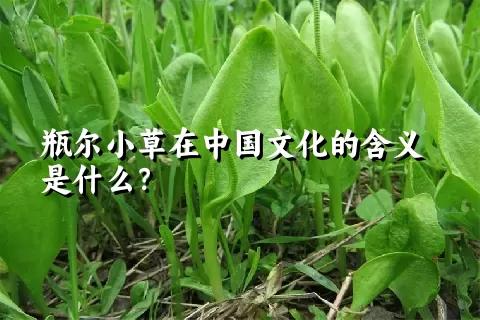 瓶尔小草在中国文化的含义是什么？