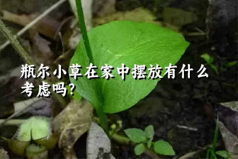 瓶尔小草在家中摆放有什么考虑吗？