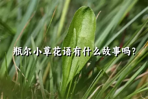 瓶尔小草花语有什么故事吗？