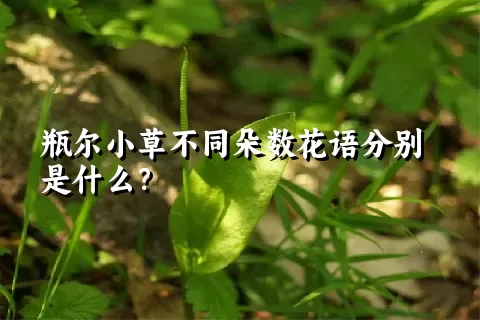 瓶尔小草不同朵数花语分别是什么？