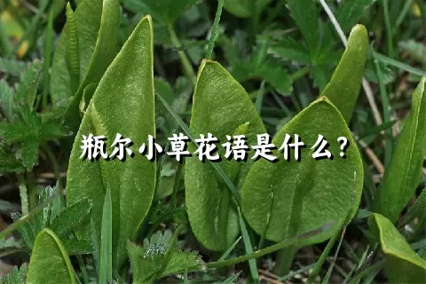 瓶尔小草花语是什么？