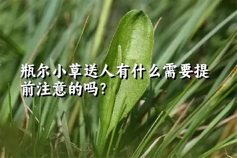 瓶尔小草送人有什么需要提前注意的吗？
