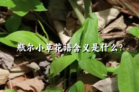 瓶尔小草花语含义是什么？