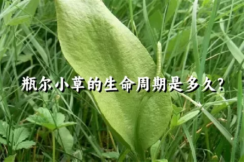 瓶尔小草的生命周期是多久？