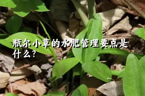 瓶尔小草的水肥管理要点是什么？