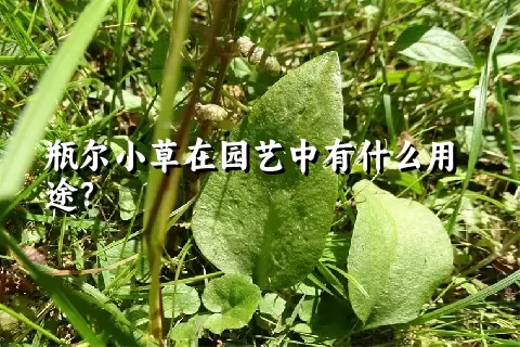 瓶尔小草在园艺中有什么用途？
