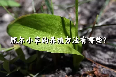 瓶尔小草的养殖方法有哪些？