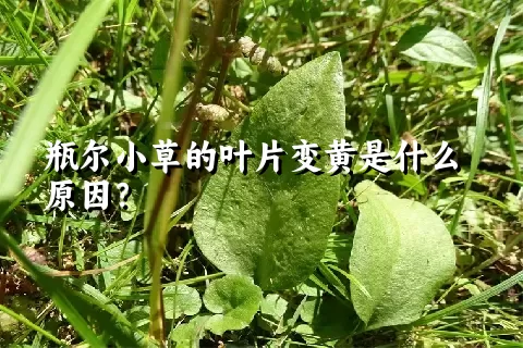 瓶尔小草的叶片变黄是什么原因？