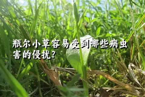 瓶尔小草容易受到哪些病虫害的侵扰？