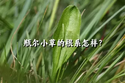 瓶尔小草的根系怎样？