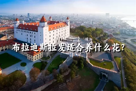 布拉迪斯拉发适合养什么花？