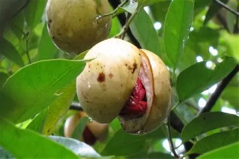 肉豆蔻