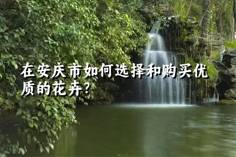 在安庆市如何选择和购买优质的花卉？