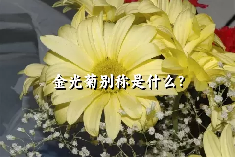 金光菊别称是什么？