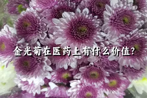 金光菊在医药上有什么价值？