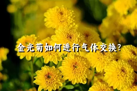 金光菊如何进行气体交换？
