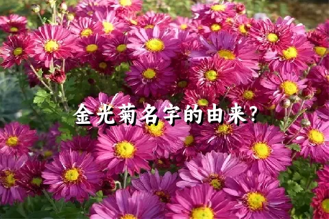 金光菊名字的由来？