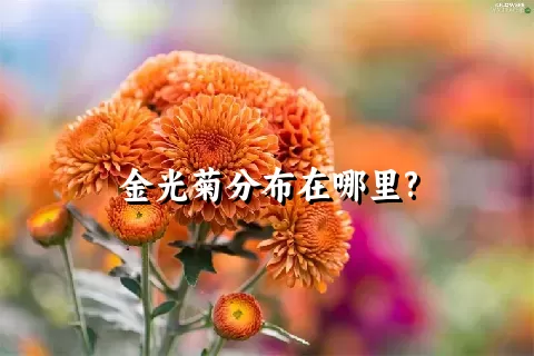 金光菊分布在哪里?