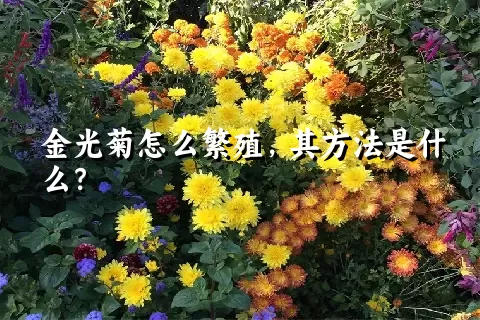 金光菊怎么繁殖，其方法是什么？